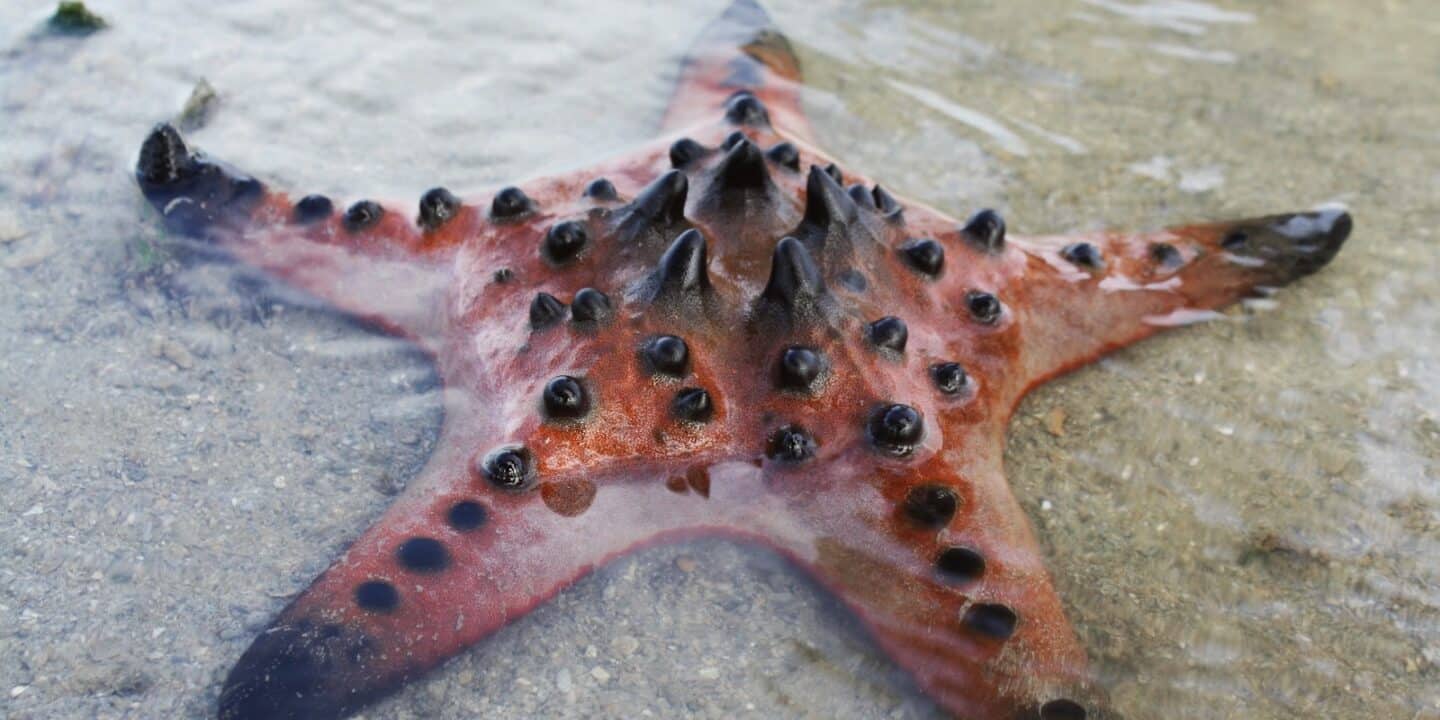 What Is A Chocolate Starfish Naturefins
