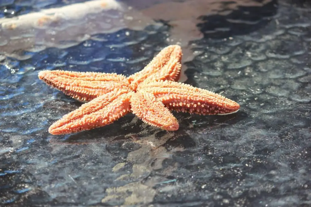 How Do Starfish Breathe