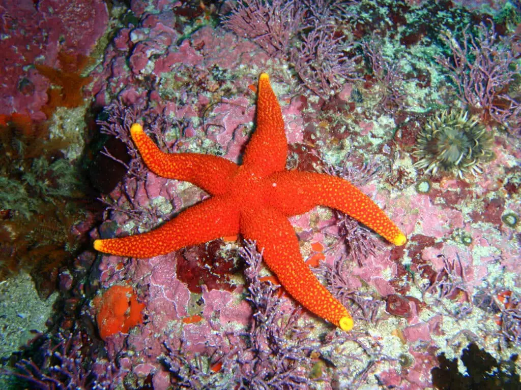 Is A Starfish A Crustacean