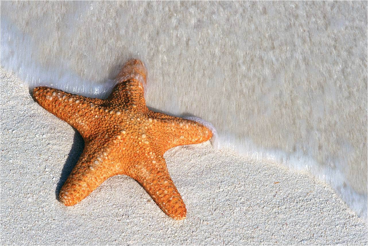 Is A Starfish A Crustacean