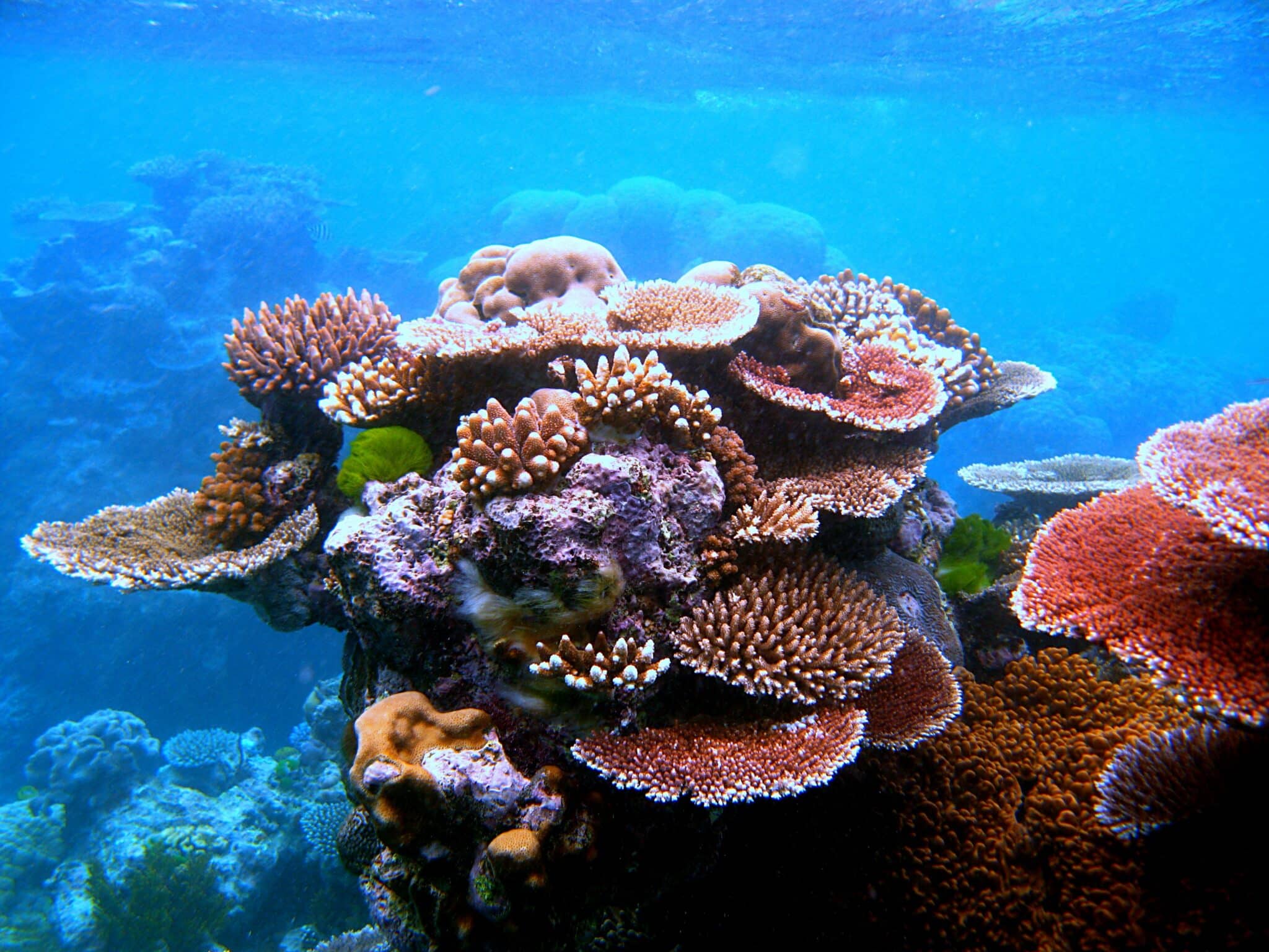  Is Coral A Keystone Species