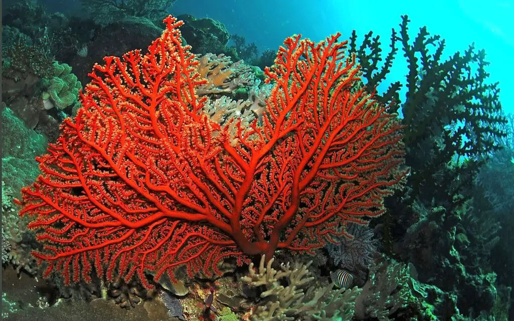 Is Coral A Keystone Species