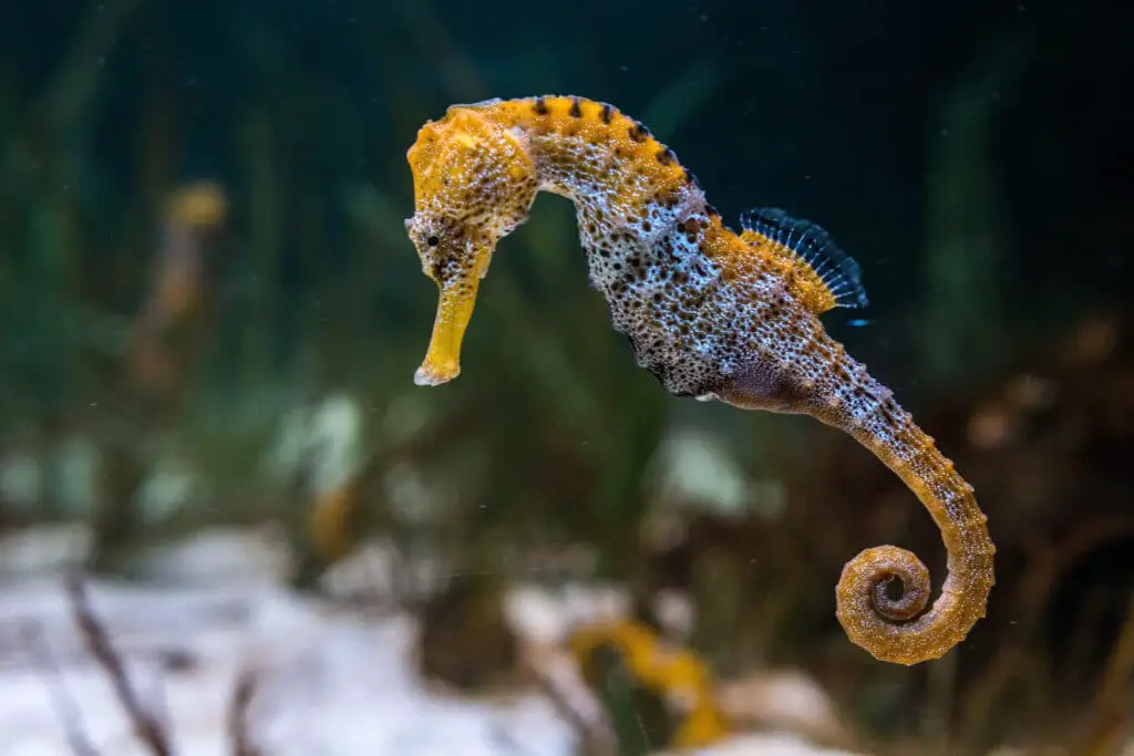 Do Seahorses Have Fins 