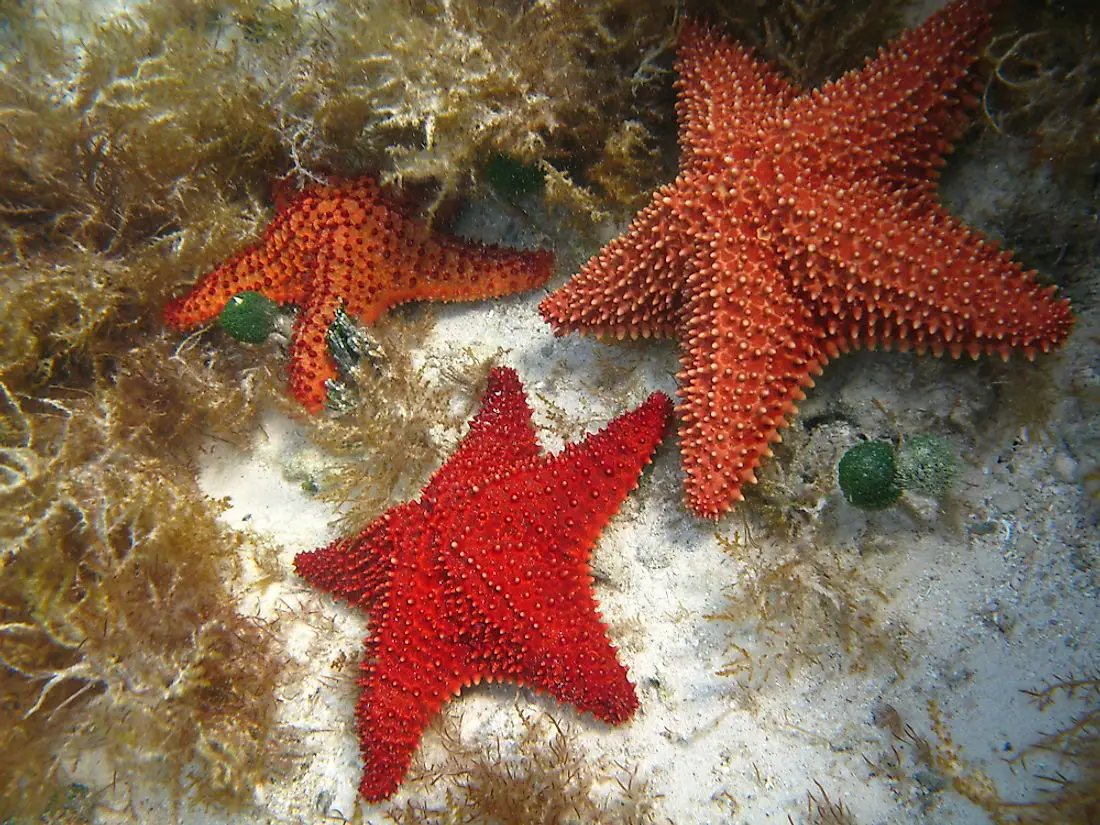 How Long Do Starfish Live