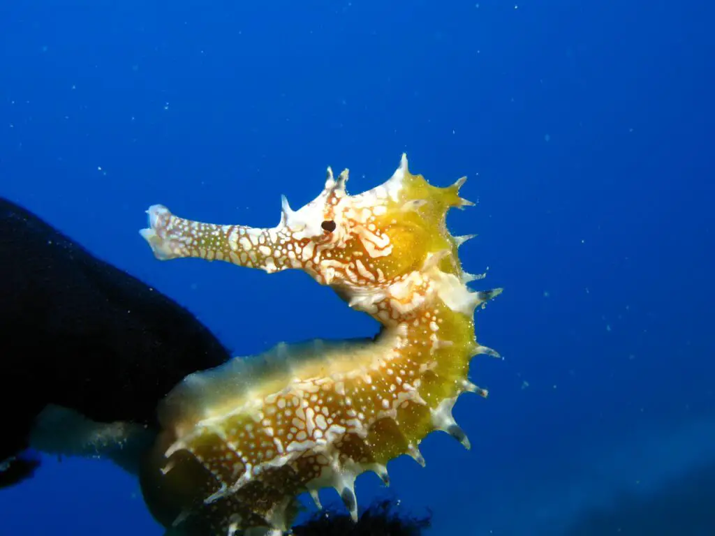 Are Lined Seahorses Poisonous 
