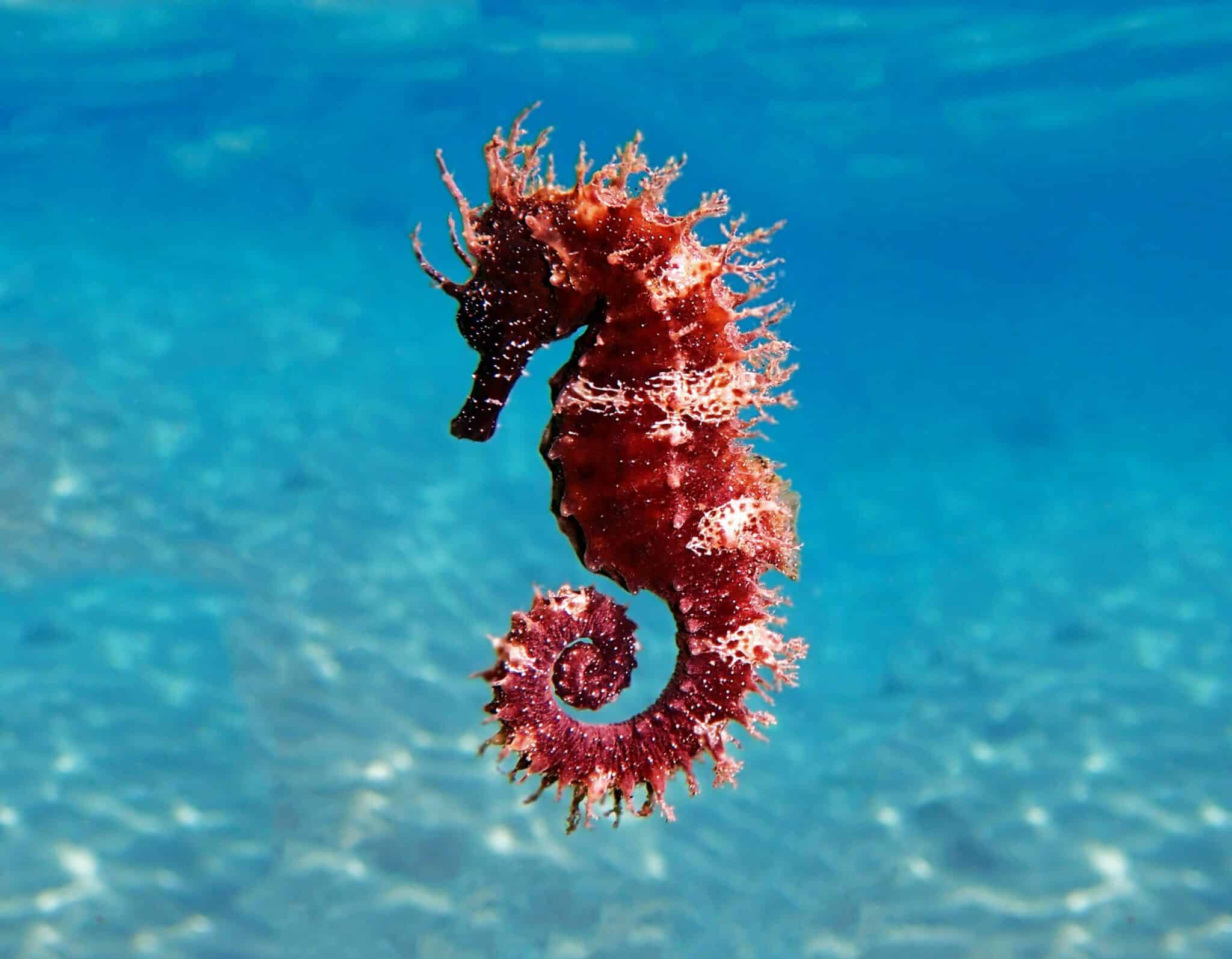  How Many Seahorses Are Left In The World 