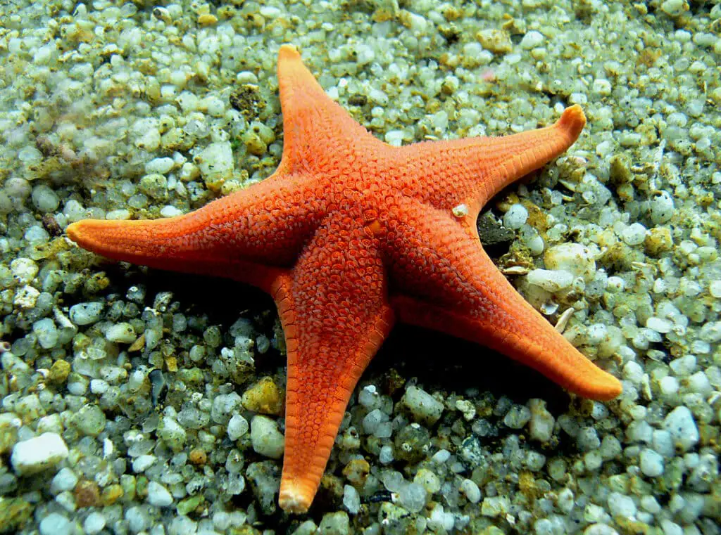 How Do Starfish Eat