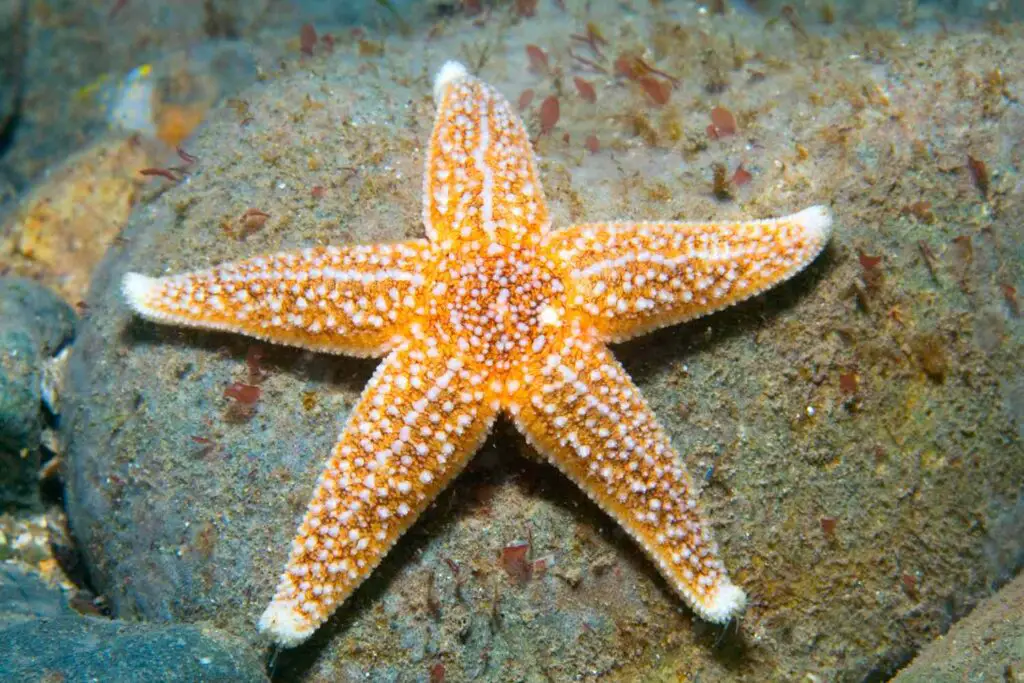 Do Starfish Have Genders
