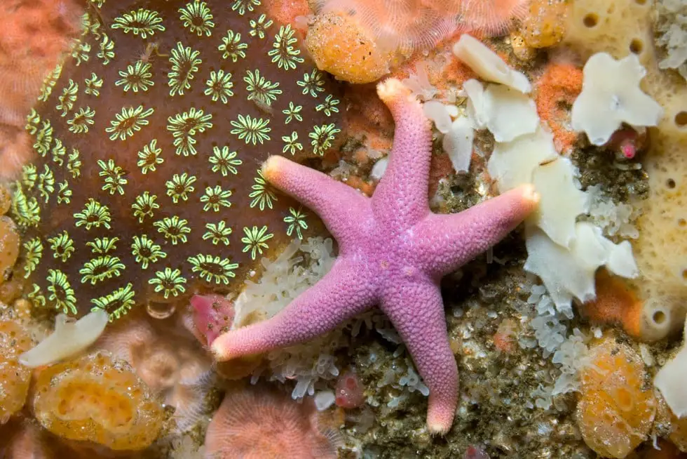 How Many Eyes Does A Starfish Have