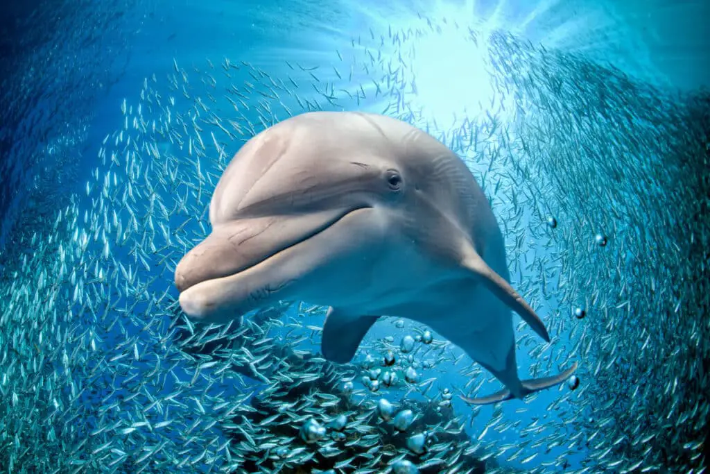 Dolphins Land Animals