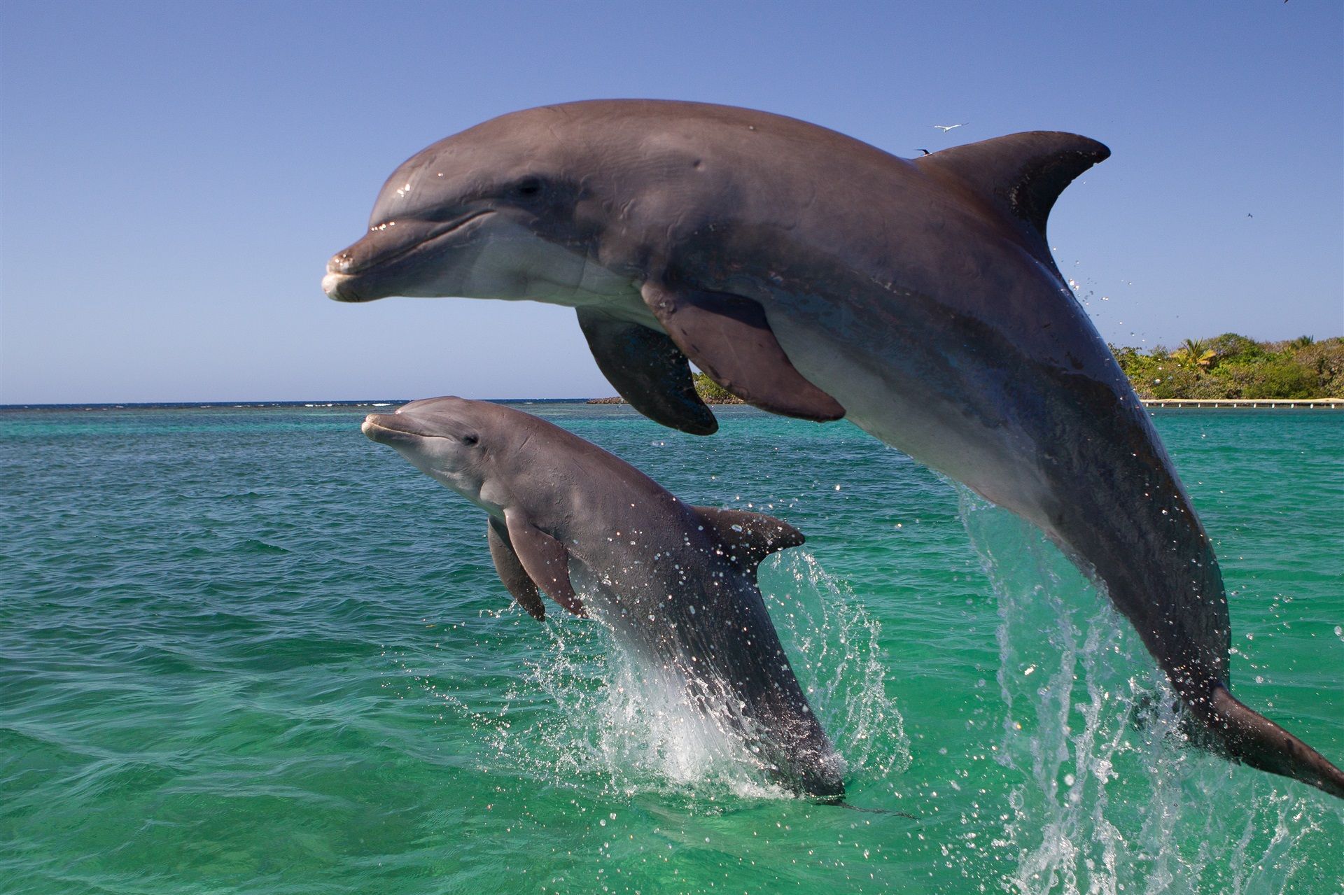 Dolphins Land Animals