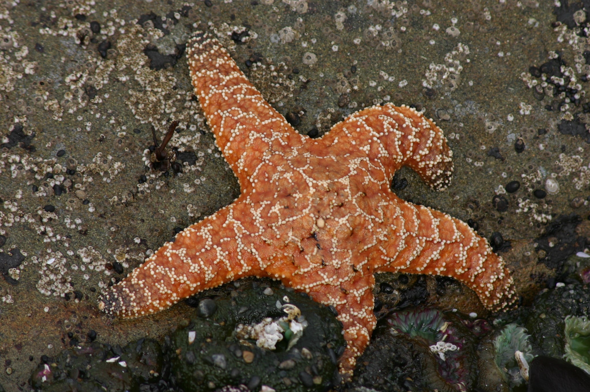  What Animals Eat Starfish