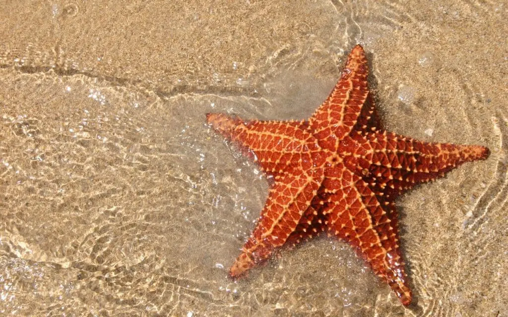 What Animals Eat Starfish