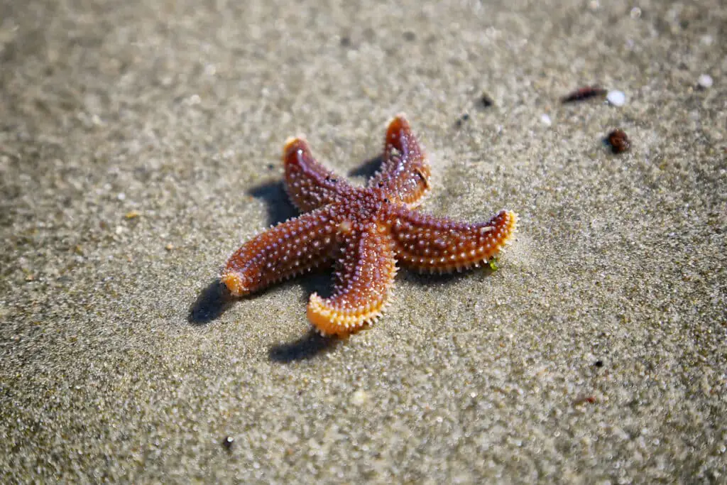 What Animals Eat Starfish