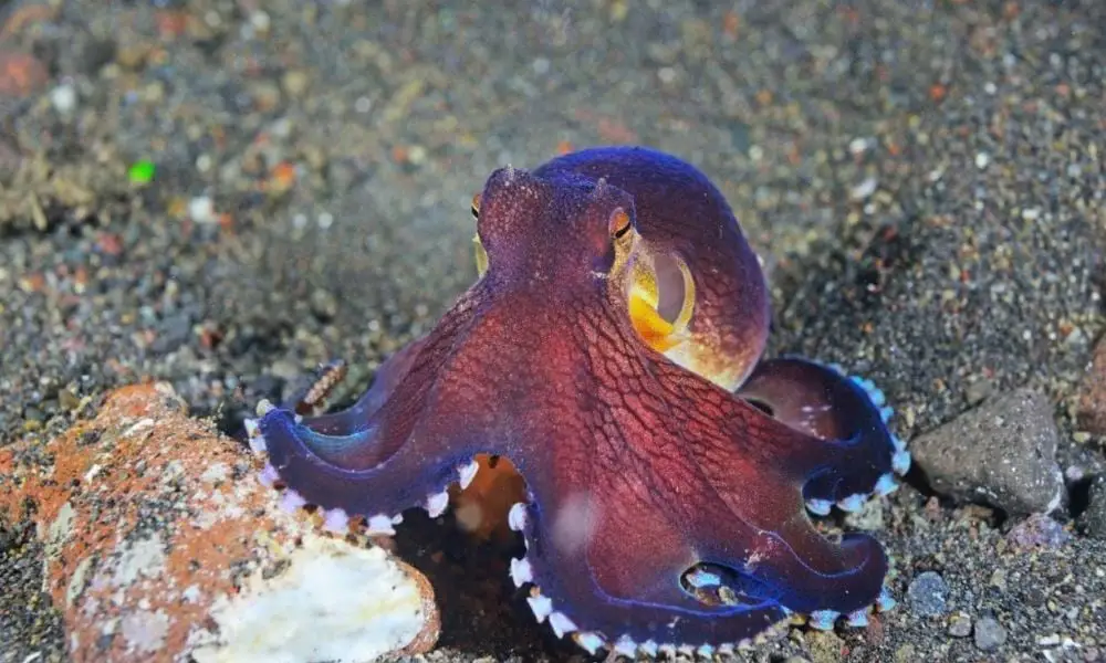 What Are Multiple Octopus Called