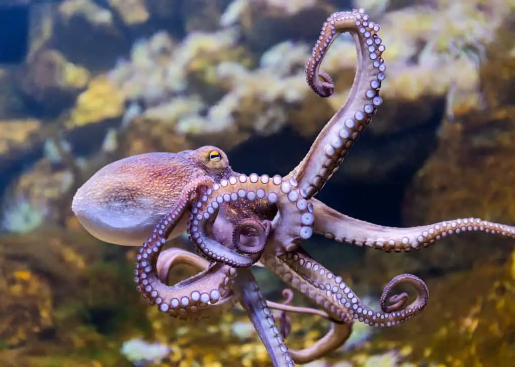 What Are Octopuses Legs Called