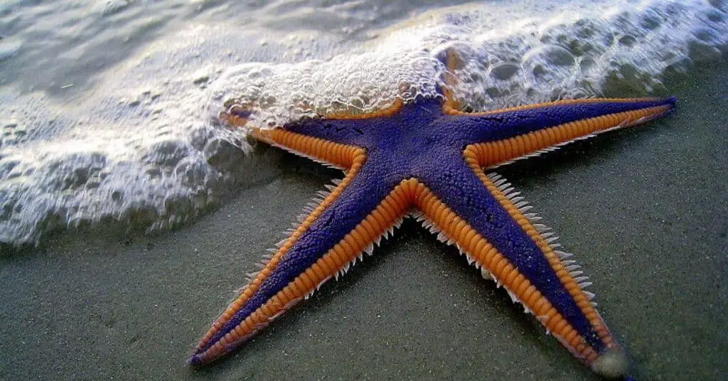 What Are The Characteristics Of Starfish