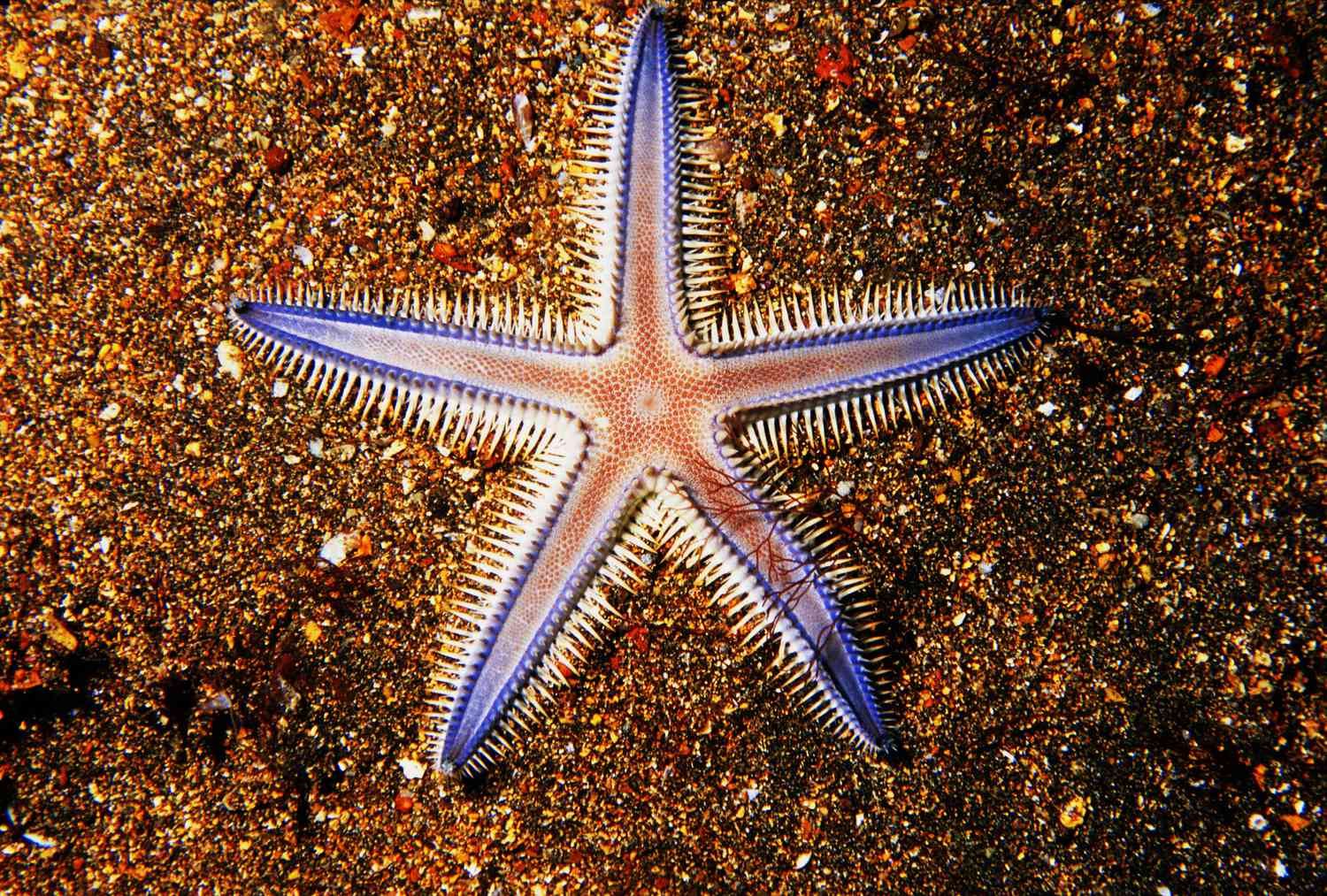 What Are The Characteristics Of Starfish