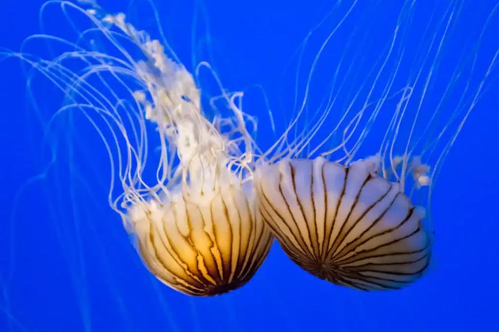 What Color Are Jellyfish