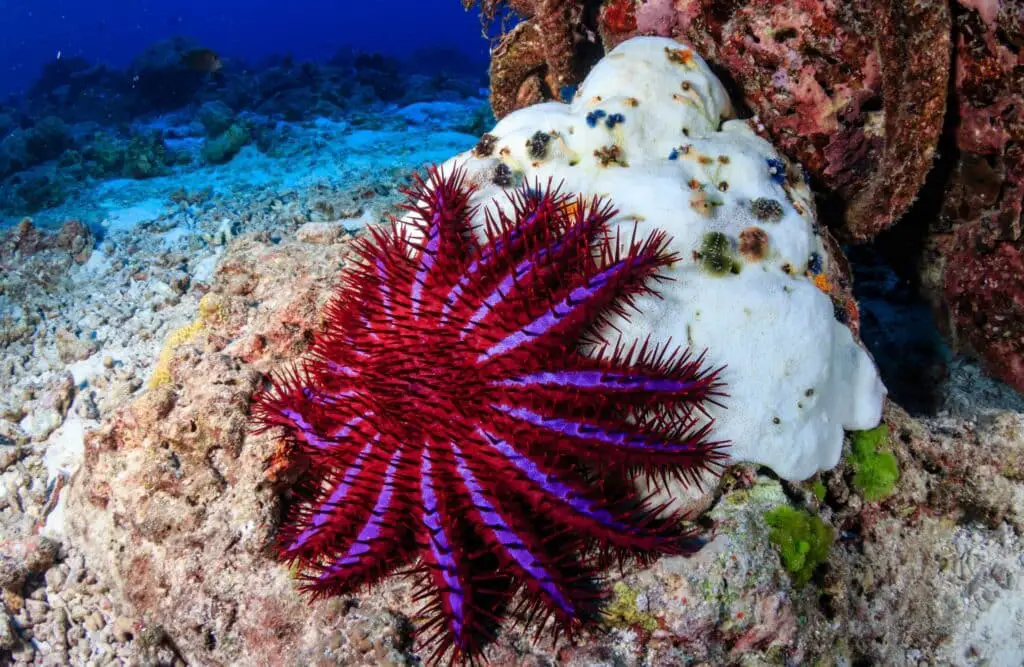 What Do Crown Of Thorns Starfish Eat