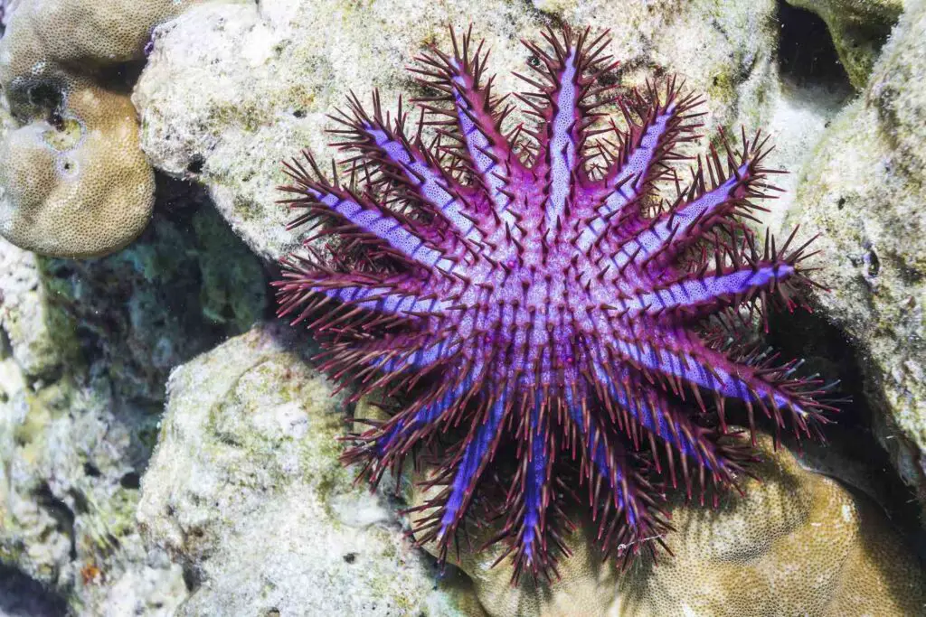 What Do Crown Of Thorns Starfish Eat