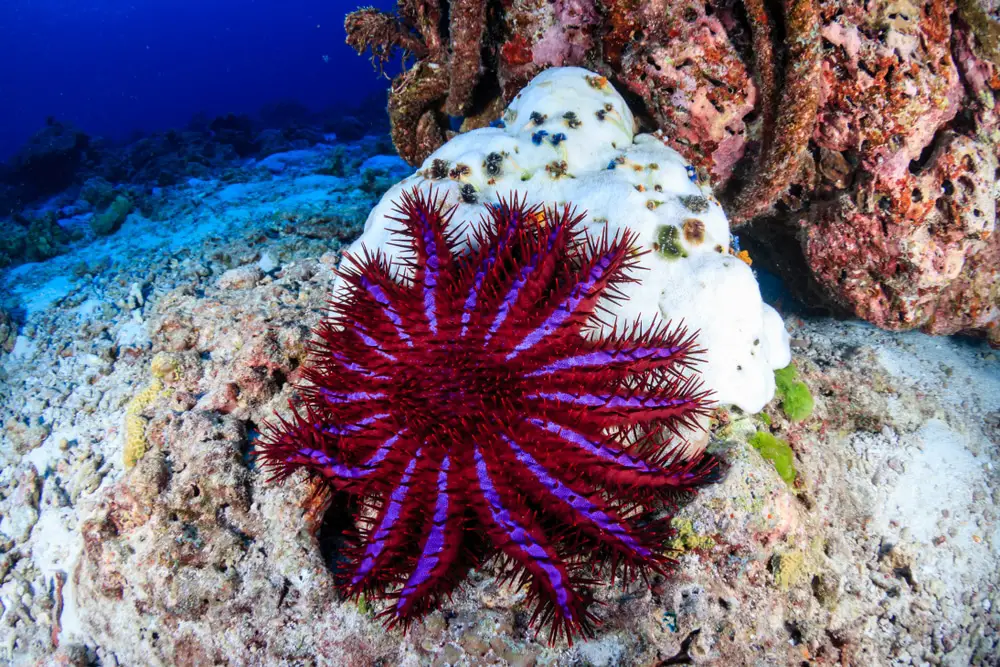  What Do Crown Of Thorns Starfish Eat