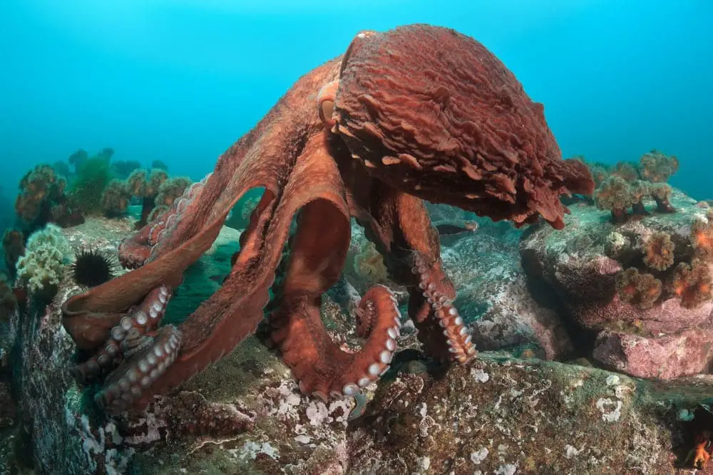 What Do Giant Pacific Octopus Eat