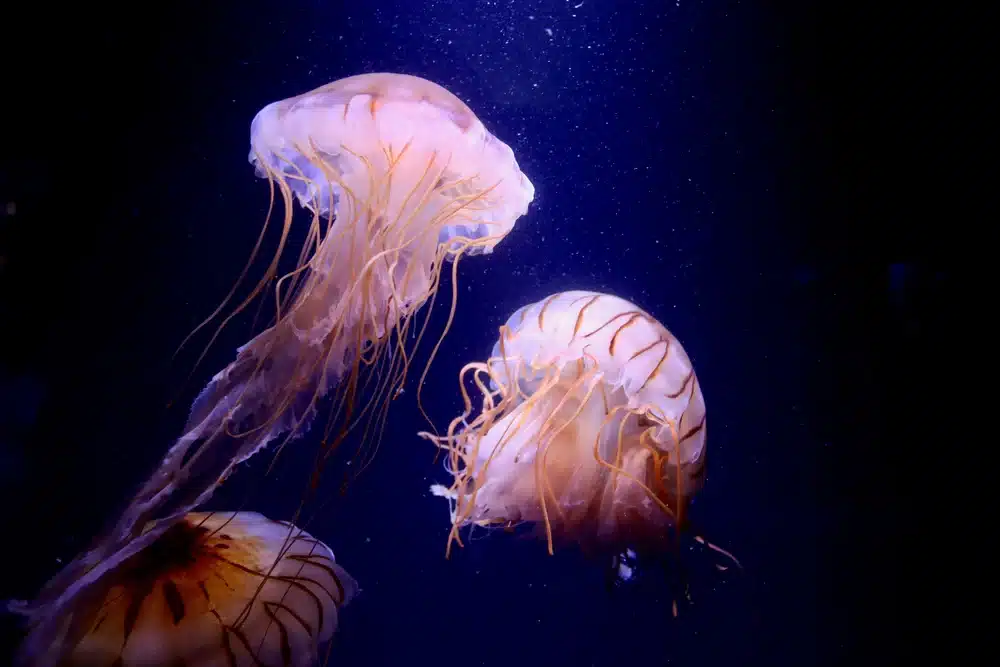 Does Moon Jellyfish Eat