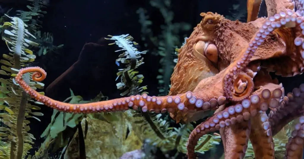What Do Octopus Eat In The Ocean
