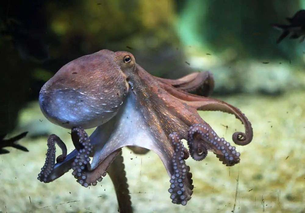 What Do Octopuses Symbolize