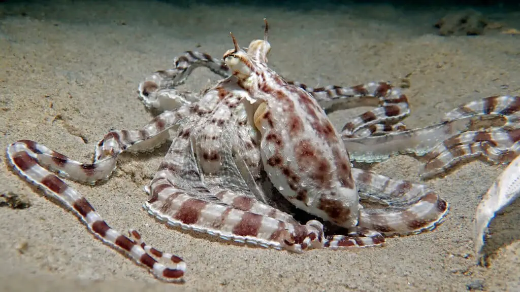 What Does Mimic Octopus Eat