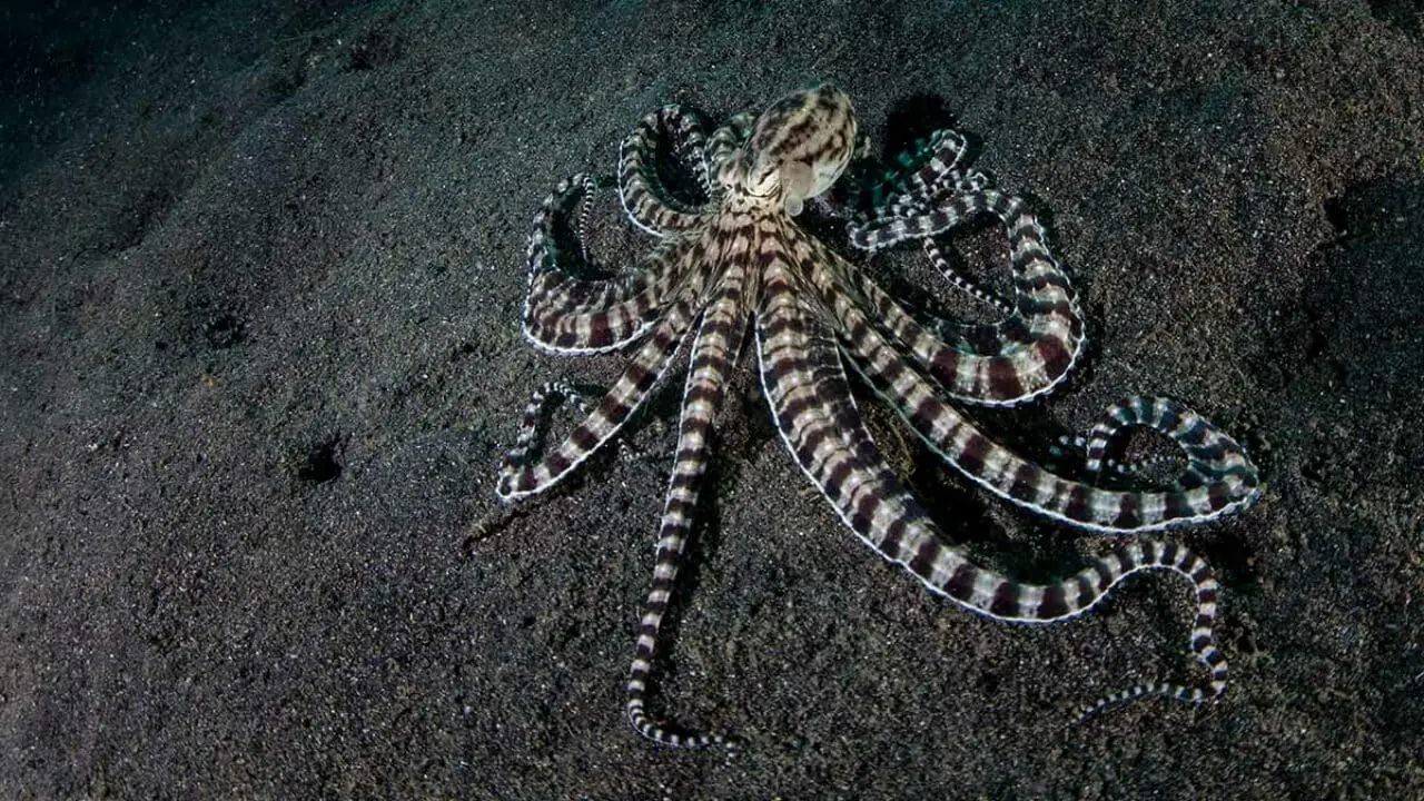  What Does Mimic Octopus Eat