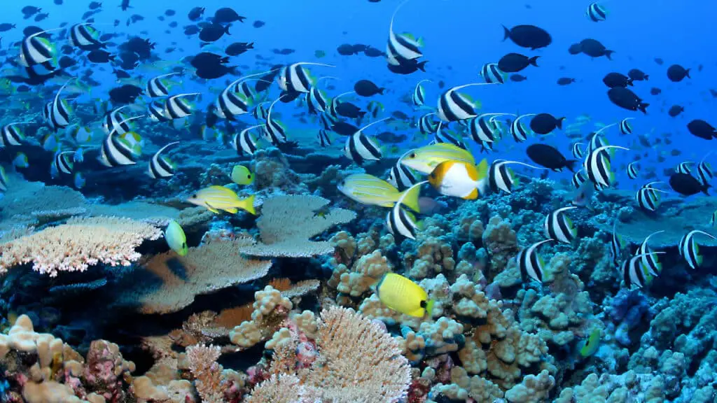 What Is A Biotic Factor In A Coral Reef Ecosystem