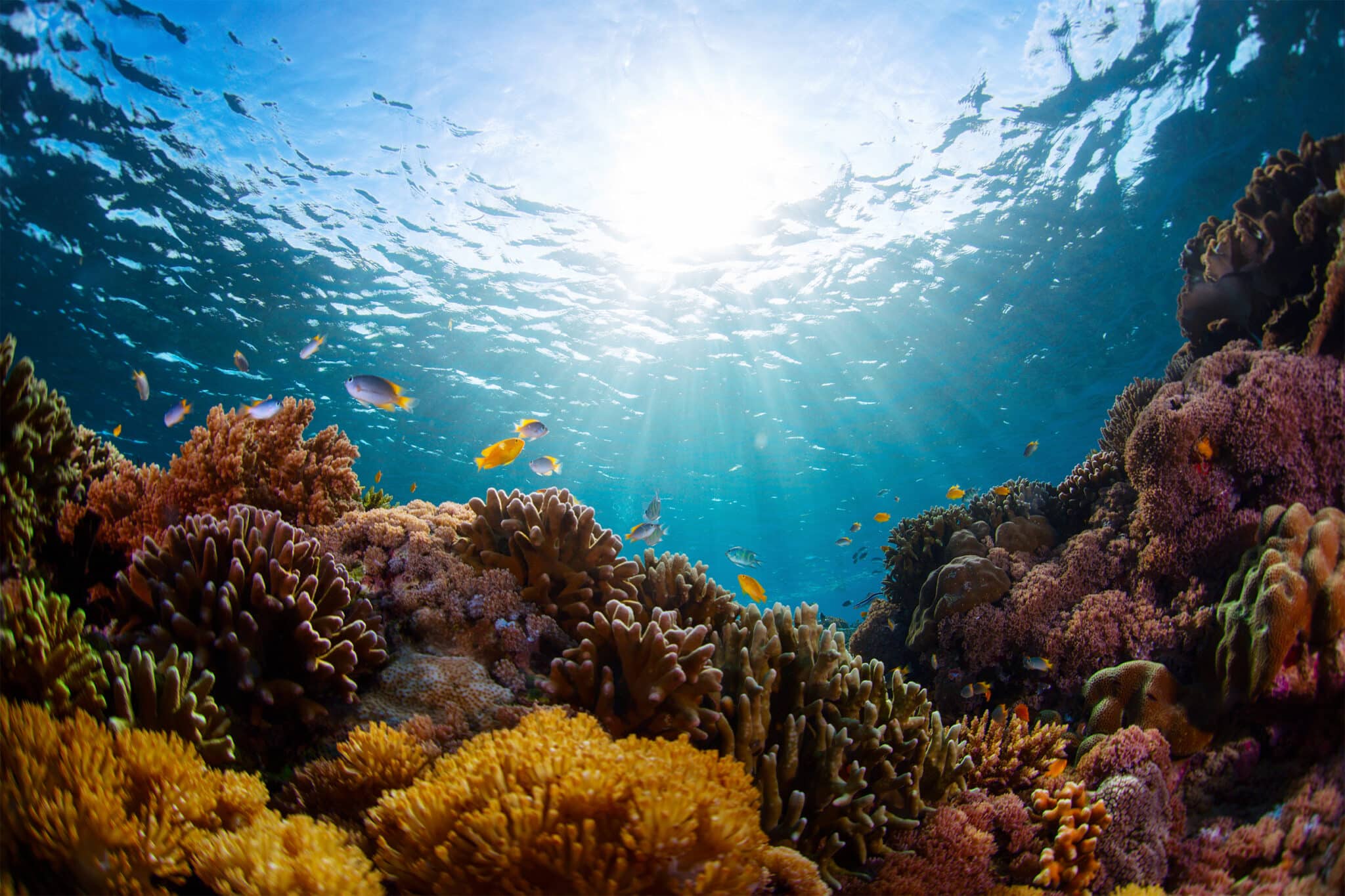 What Is A Biotic Factor In A Coral Reef Ecosystem