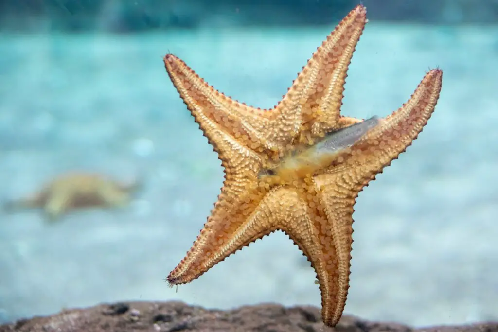 What Is A Group Of Starfish Called