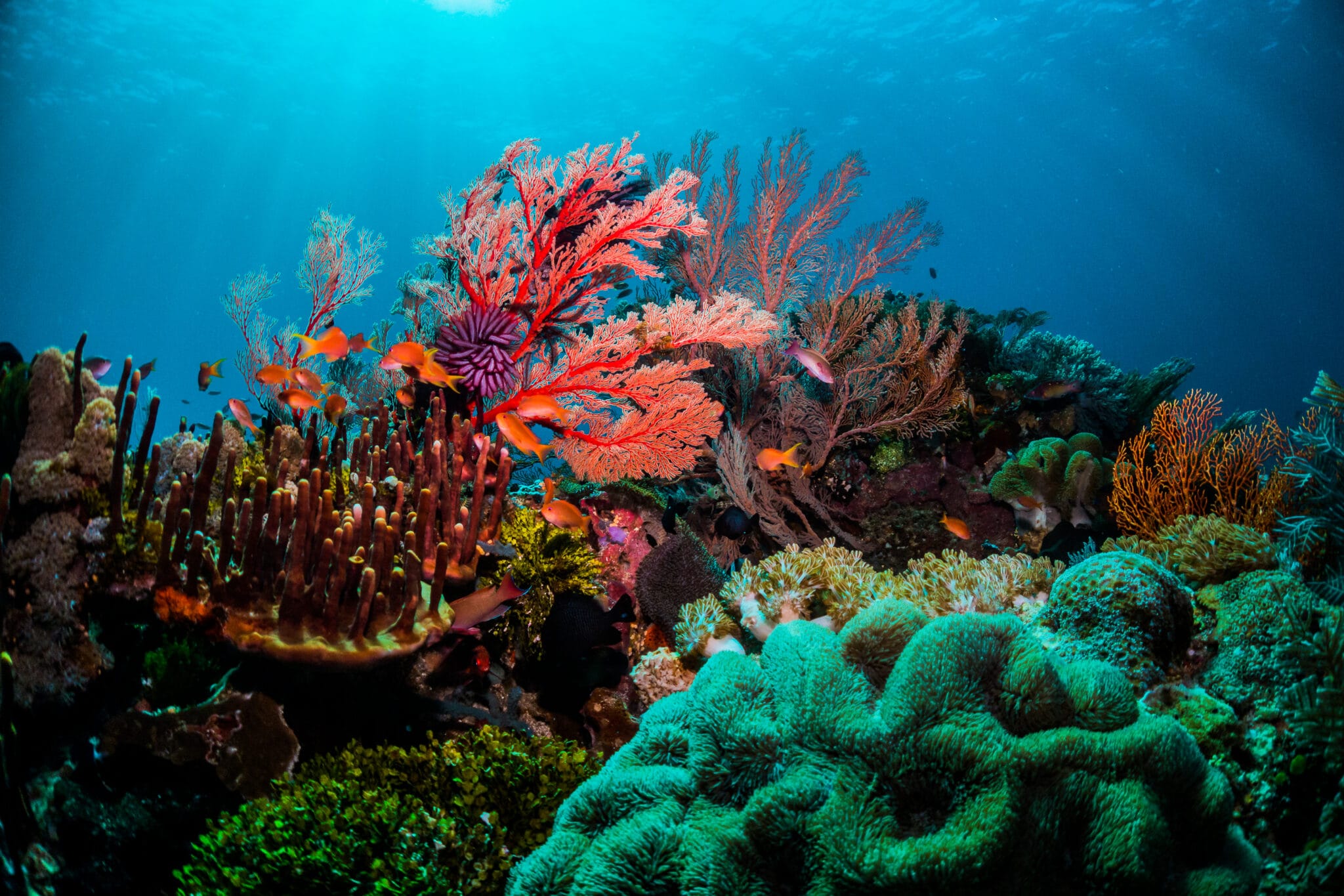 What Is The Average Temperature In The Coral Reef Biome