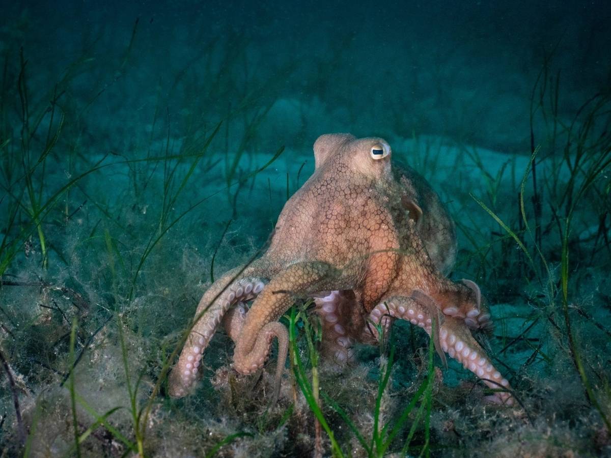 What Is The Beak Of An Octopus