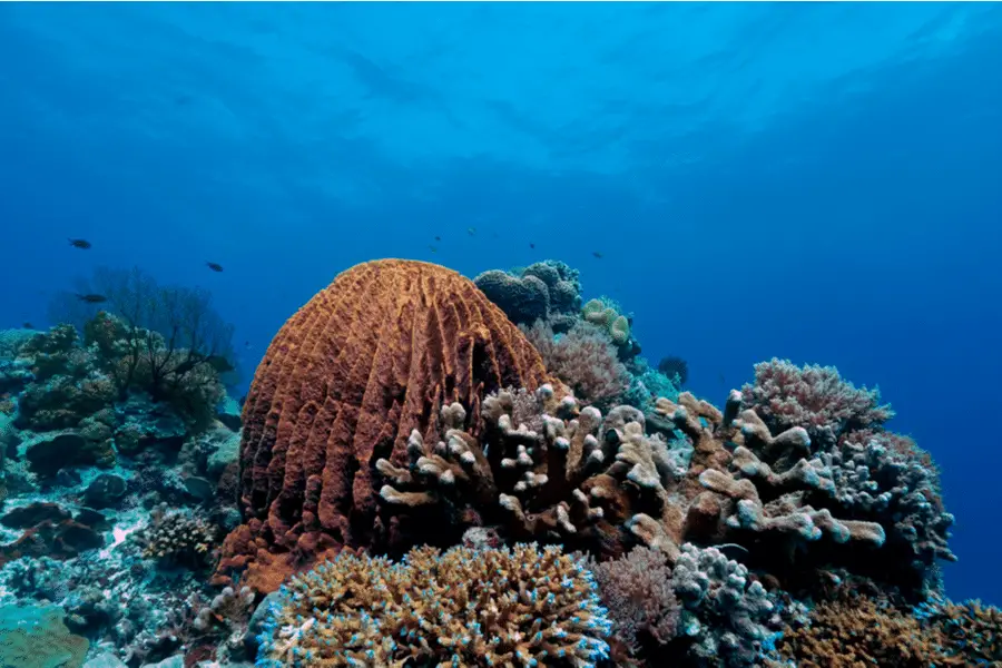 what is the biggest coral reef