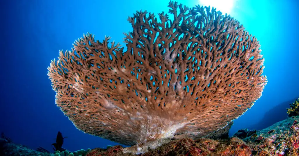 what is the biggest coral reef