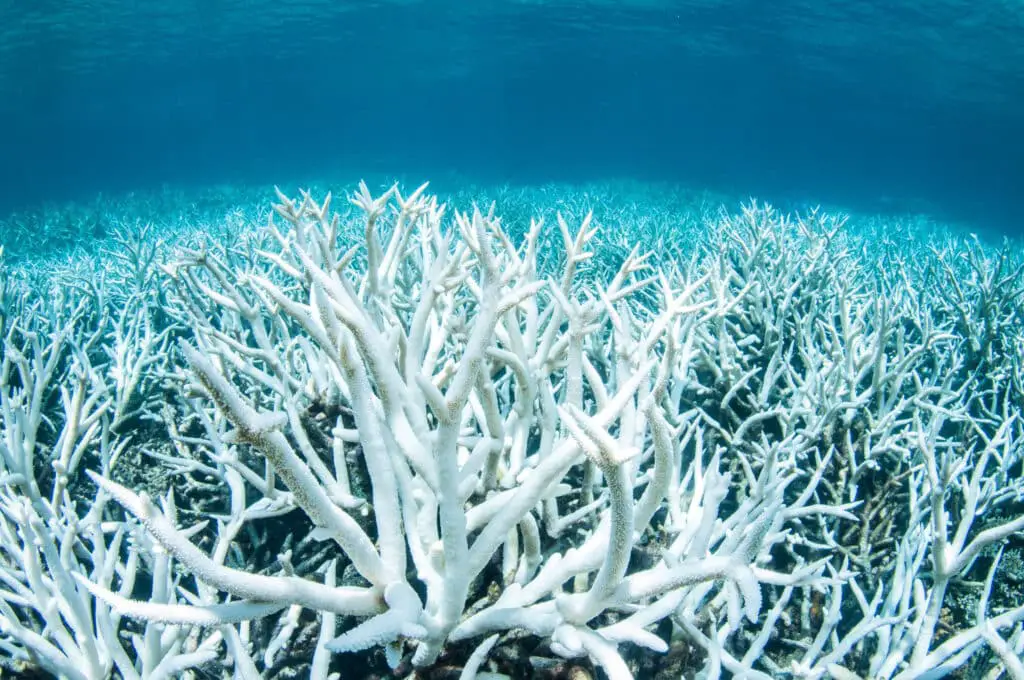 What Is The Climate For Coral Reefs