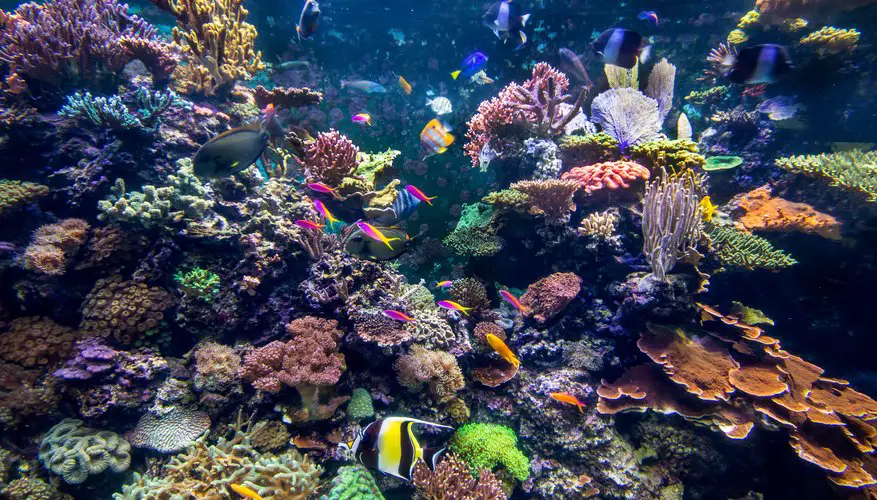 What Is The Climate For Coral Reefs