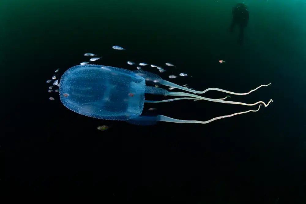 What Is The Deadliest Jellyfish