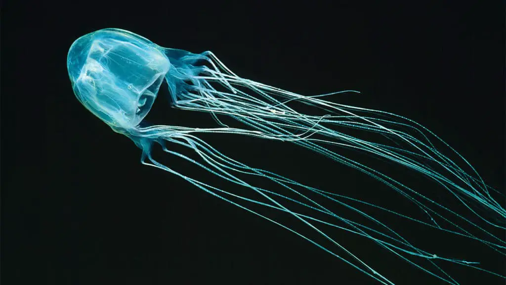 What Is The Deadliest Jellyfish