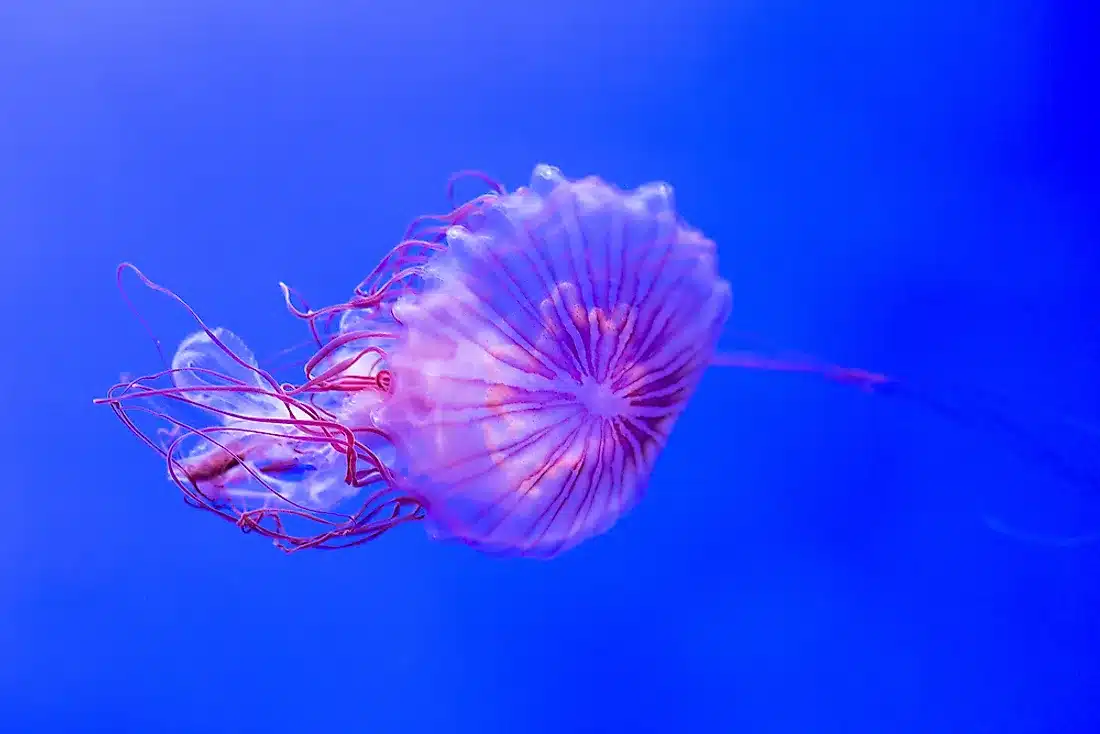  What Is The Deadliest Jellyfish