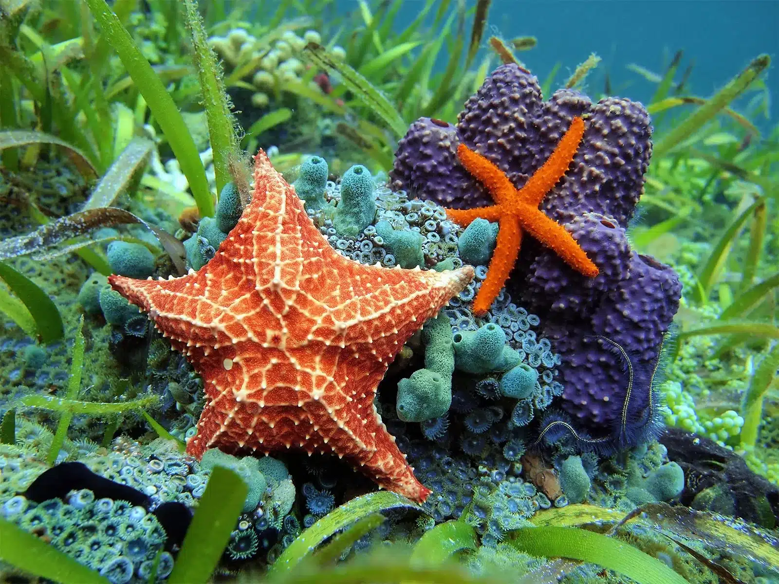 What Is The Habitat For Starfish