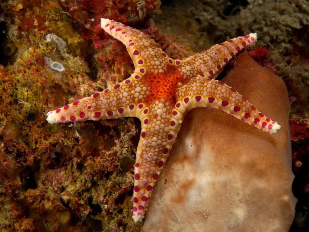 What Is The Habitat Of A Starfish