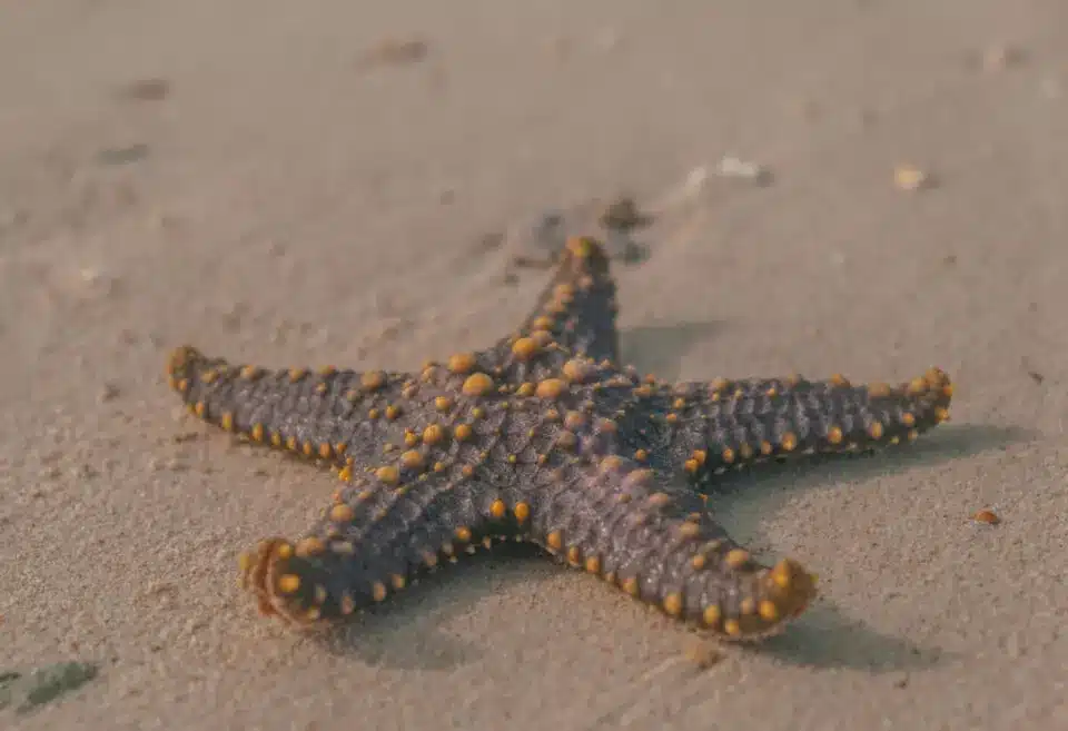 What Is The Habitat Of A Starfish