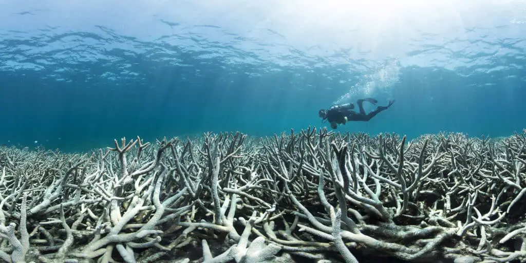 What Is The Main Cause Of Coral Bleaching
