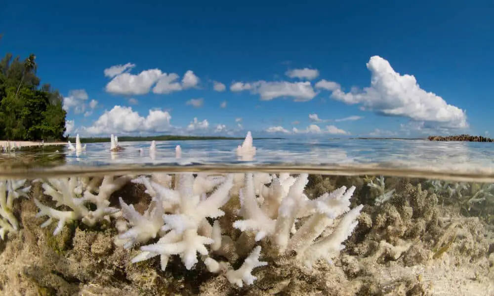 What Is The Main Cause Of Coral Bleaching