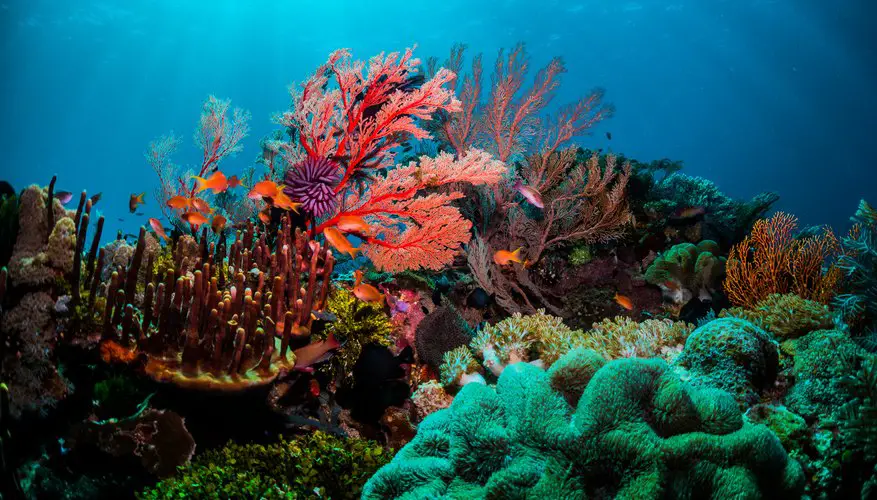 What Is The Primary Food Source For Coral Reefs